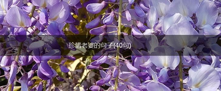 珍惜老婆的句子(40句),第1张