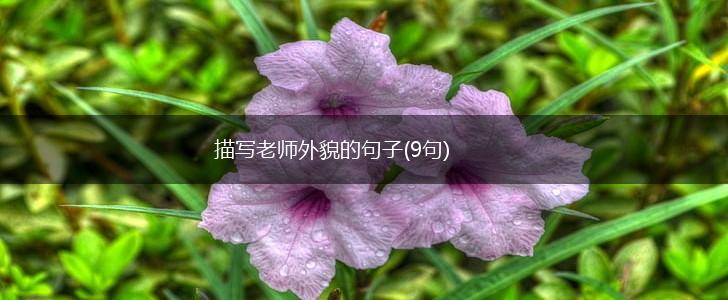 描写老师外貌的句子(9句),第1张