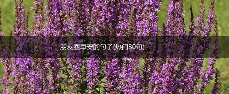 朋友圈早安的句子(热门30句),第1张