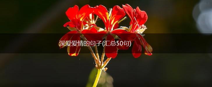 深爱爱情的句子(汇总50句),第1张