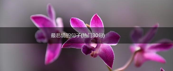 最悲情的句子(热门30句),第1张