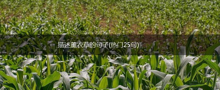 描述薰衣草的句子(热门25句),第1张