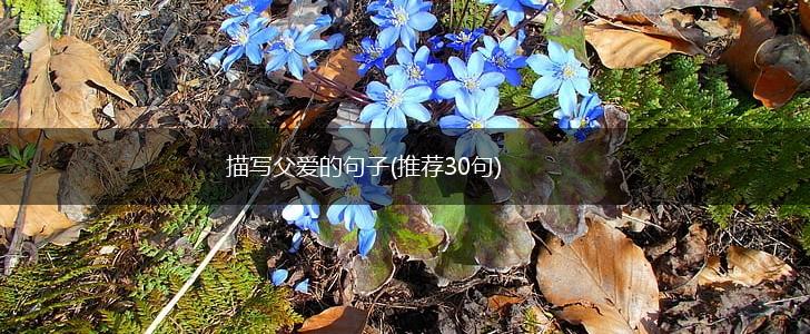 描写父爱的句子(推荐30句),第1张