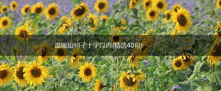 温暖短句子十字以内(精选40句),第1张