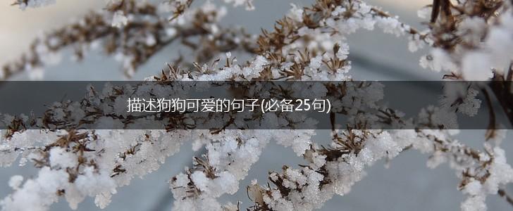 描述狗狗可爱的句子(必备25句),第1张