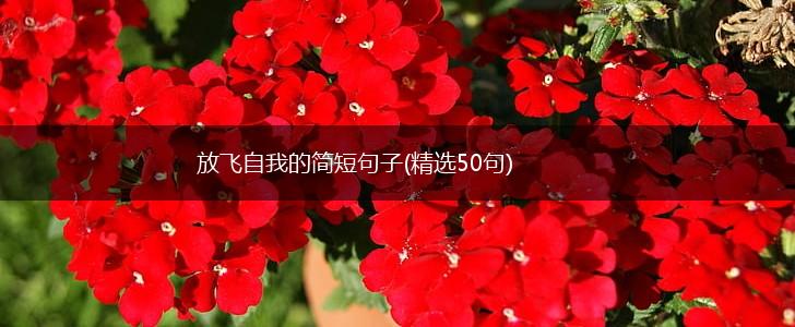 放飞自我的简短句子(精选50句),第1张