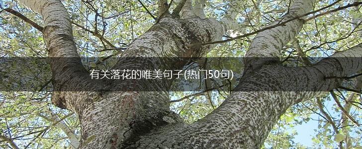 有关落花的唯美句子(热门50句),第1张