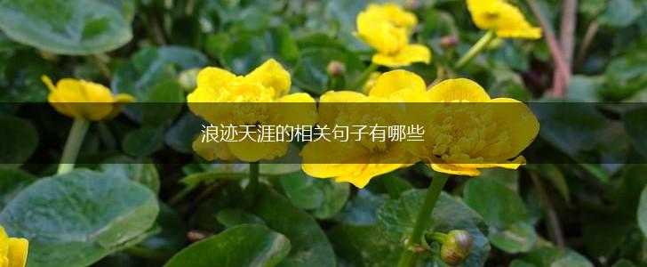 浪迹天涯的相关句子有哪些,第1张
