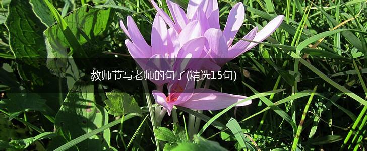 教师节写老师的句子(精选15句),第1张