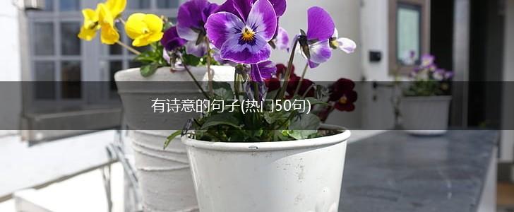 有诗意的句子(热门50句),第1张