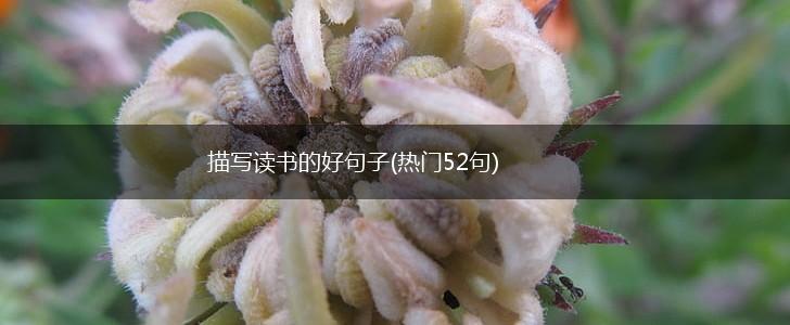 描写读书的好句子(热门52句),第1张