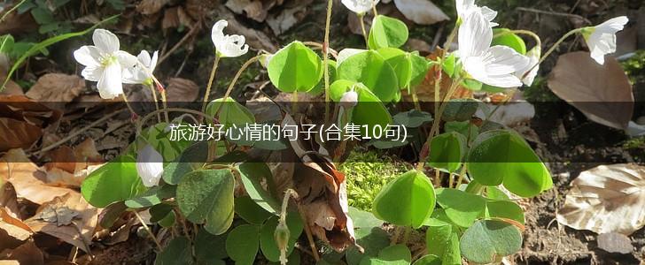 旅游好心情的句子(合集10句),第1张
