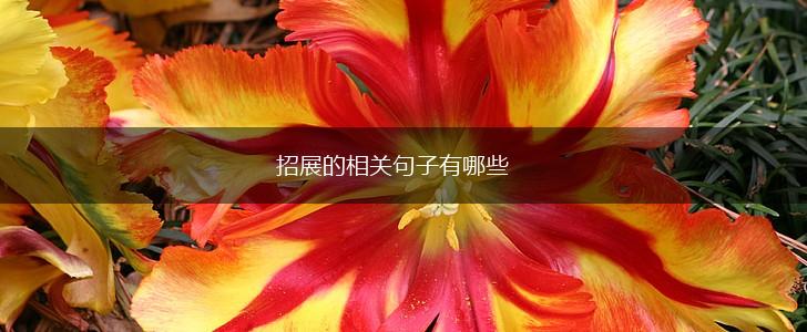 招展的相关句子有哪些,第1张