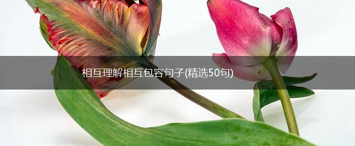 相互理解相互包容句子(精选50句),第1张