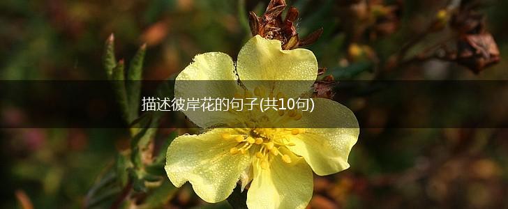 描述彼岸花的句子(共10句),第1张