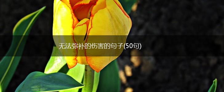 无法弥补的伤害的句子(50句),第1张