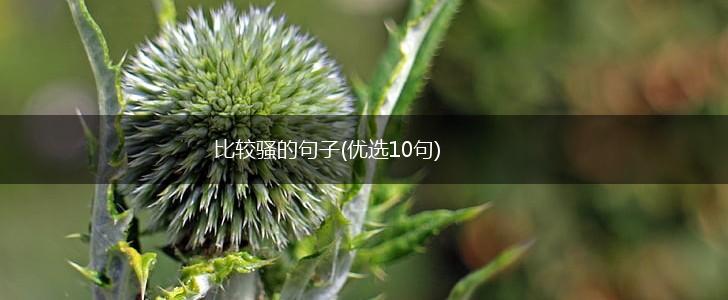 比较骚的句子(优选10句),第1张