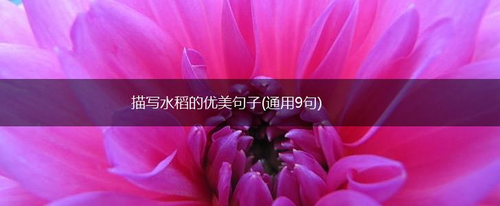 描写水稻的优美句子(通用9句),第1张