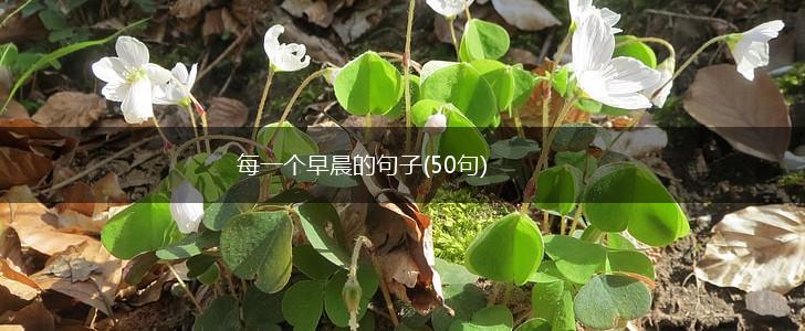 每一个早晨的句子(50句),第1张