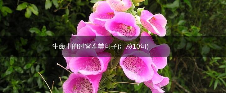 生命中的过客唯美句子(汇总10句),第1张