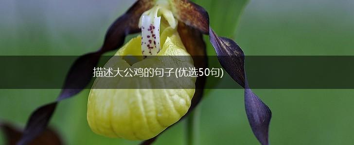 描述大公鸡的句子(优选50句),第1张