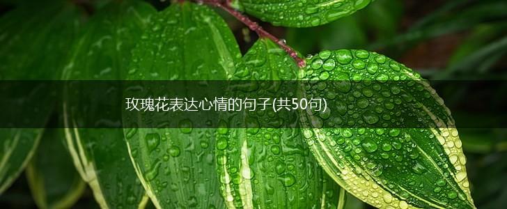 玫瑰花表达心情的句子(共50句),第1张