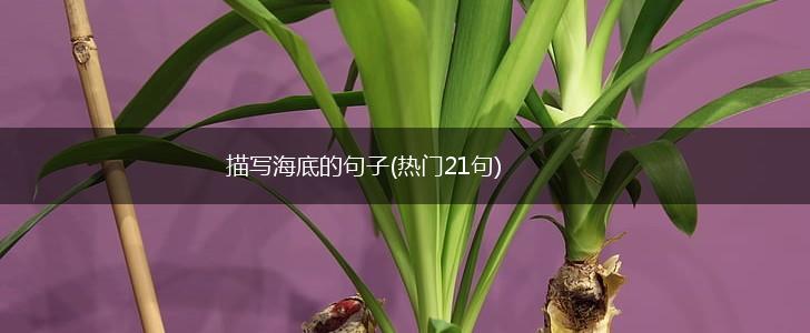 描写海底的句子(热门21句),第1张