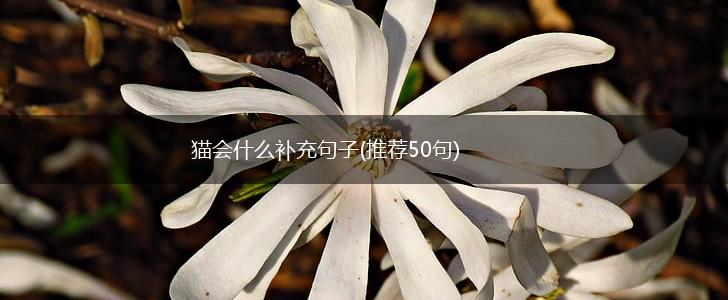 猫会什么补充句子(推荐50句),第1张
