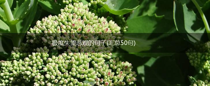 极度失望悲观的句子(汇总50句),第1张