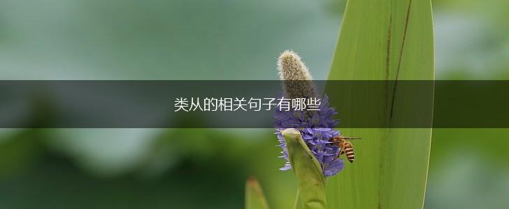类从的相关句子有哪些,第1张