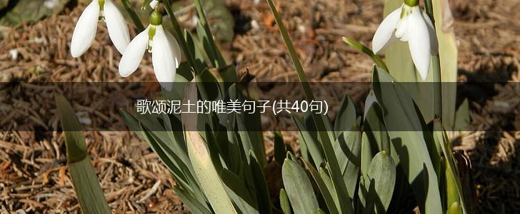 歌颂泥土的唯美句子(共40句),第1张