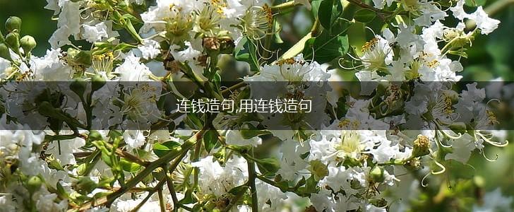 连钱造句,用连钱造句,第1张