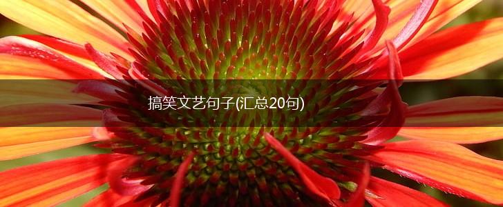 搞笑文艺句子(汇总20句),第1张
