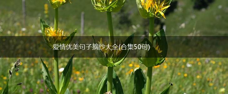 爱情优美句子摘抄大全(合集50句),第1张