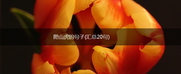 爬山虎的句子(汇总20句),第1张