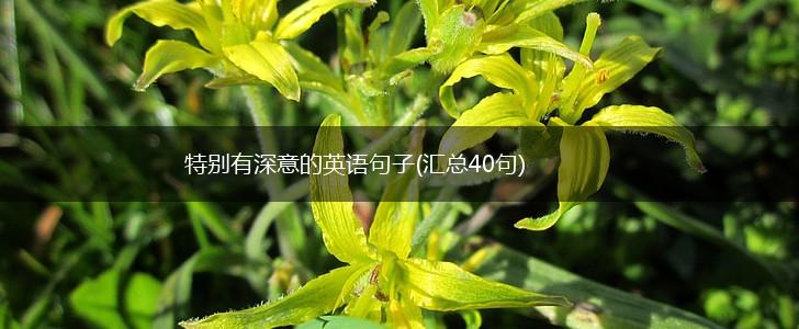 特别有深意的英语句子(汇总40句),第1张
