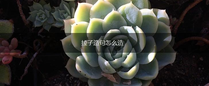 拉子造句怎么造,第1张