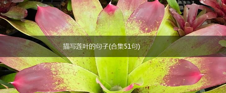 描写莲叶的句子(合集51句),第1张