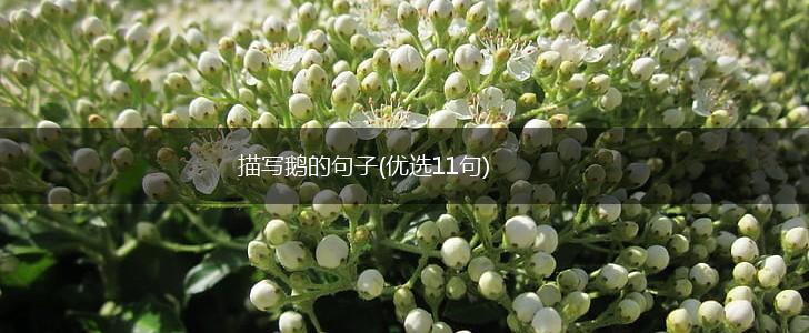 描写鹅的句子(优选11句),第1张