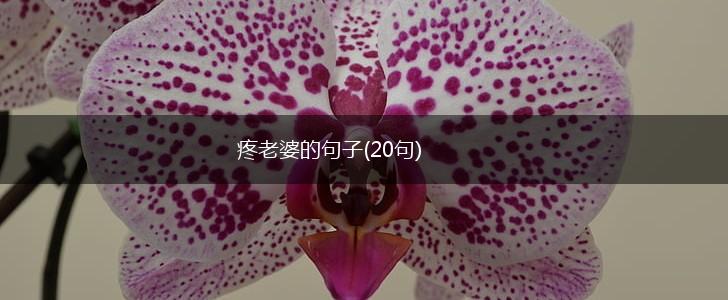 疼老婆的句子(20句),第1张