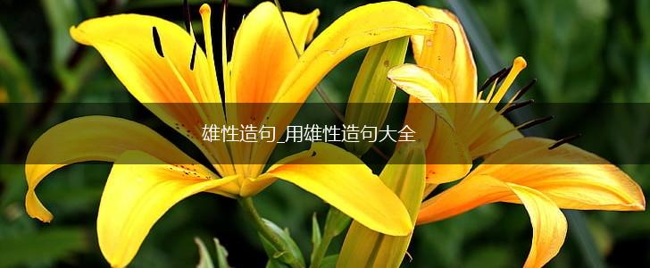 雄性造句_用雄性造句大全,第1张
