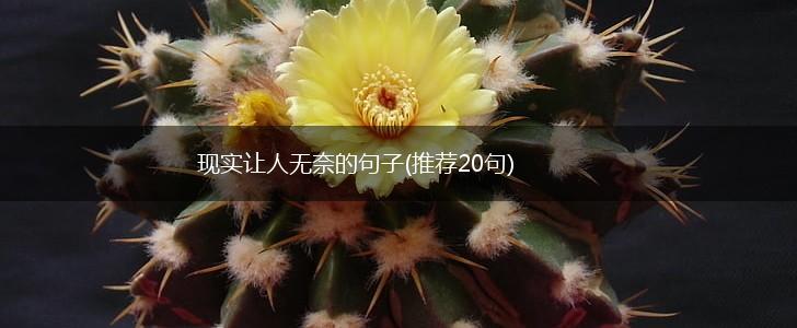 现实让人无奈的句子(推荐20句),第1张