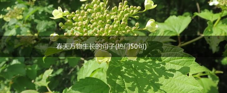 春天万物生长的句子(热门50句),第1张