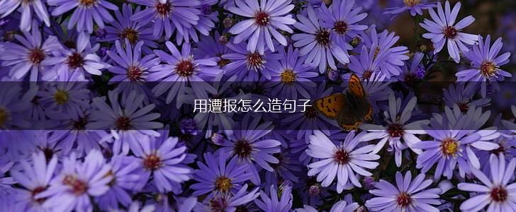 用遭报怎么造句子,第1张