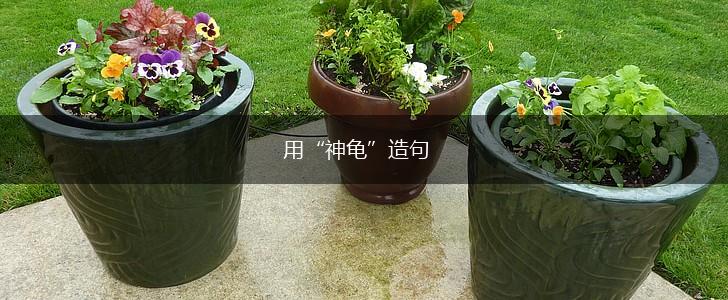 用“神龟”造句,第1张