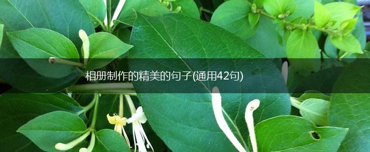 相册制作的精美的句子(通用42句),第1张