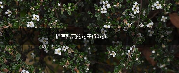 描写酷夏的句子(50句),第1张