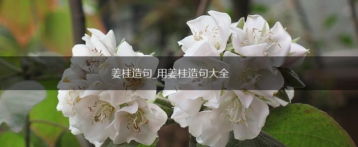 姜桂造句_用姜桂造句大全,第1张