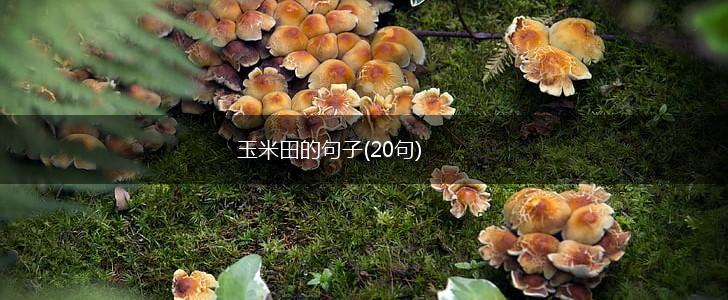 玉米田的句子(20句),第1张
