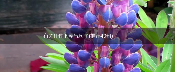 有关任性的霸气句子(推荐40句),第1张